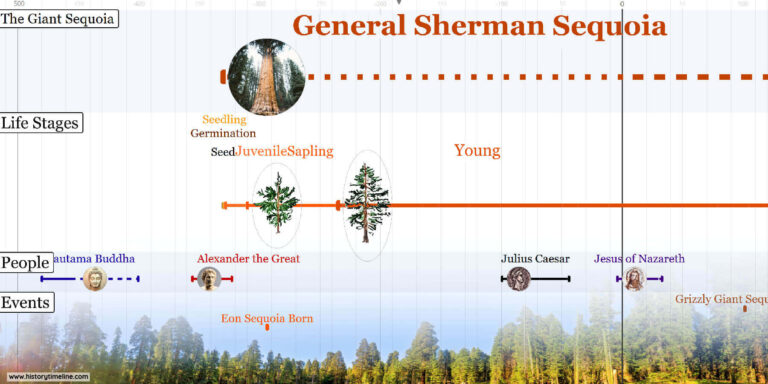 General Sherman Sequoia HistoryTimeline Com   1Detail General Sherman Sequoia 768x384 